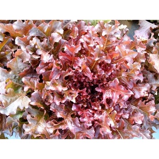 ถูก ใหม่ สายพันธุ์เมล็ดพันธุ์ ผักสลัด Red Salad Bowl Lettuce  บรรจุ 300 เมล็ด SQQN