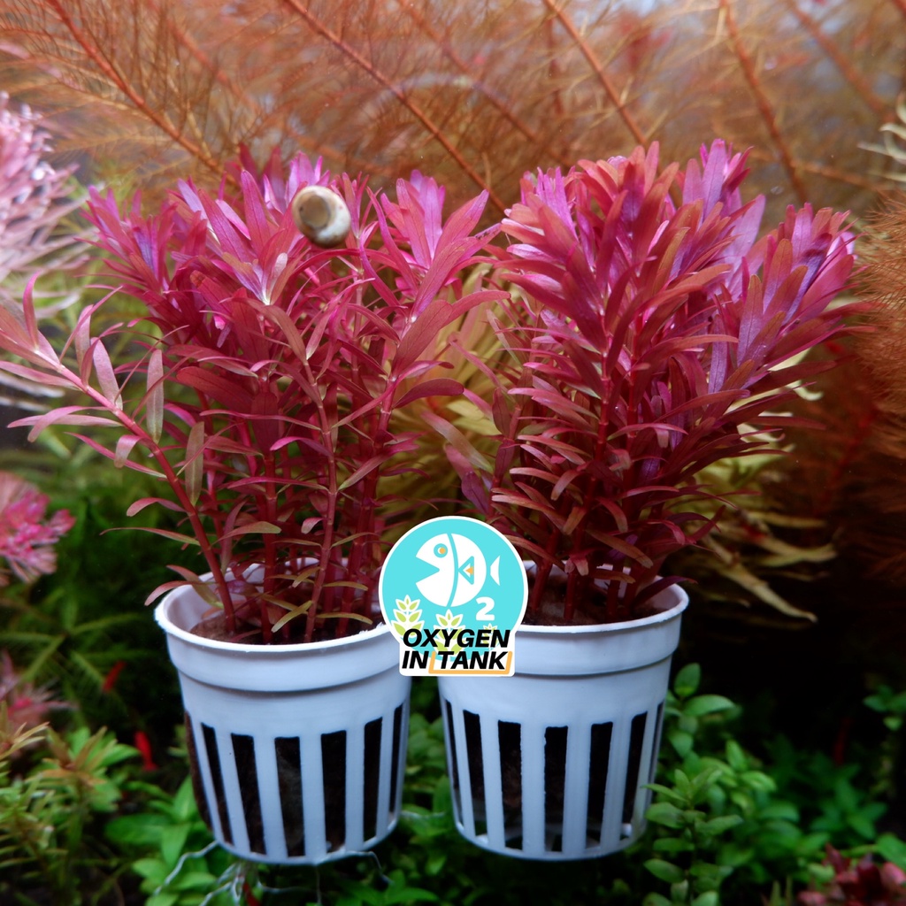 โรทาร่า โคโรลาต้าRotala sp. Colorata ขาย ชุดละ 3 กิ่ง และ 5 กิ่ง (พร้อม ...