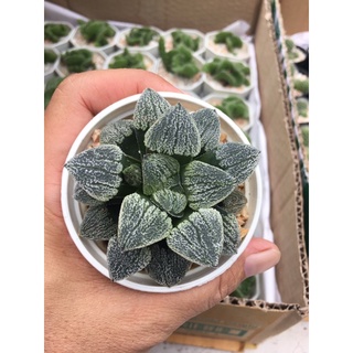 ฮาโวเทียซุปเปอร์ไวท์ Haworthia Super White #ไม้อวบน้ำ Succulents # จัดสวนถาด#ต้นไม้ประดับ# ไม้มินิมอล# พืชทนแล้ง