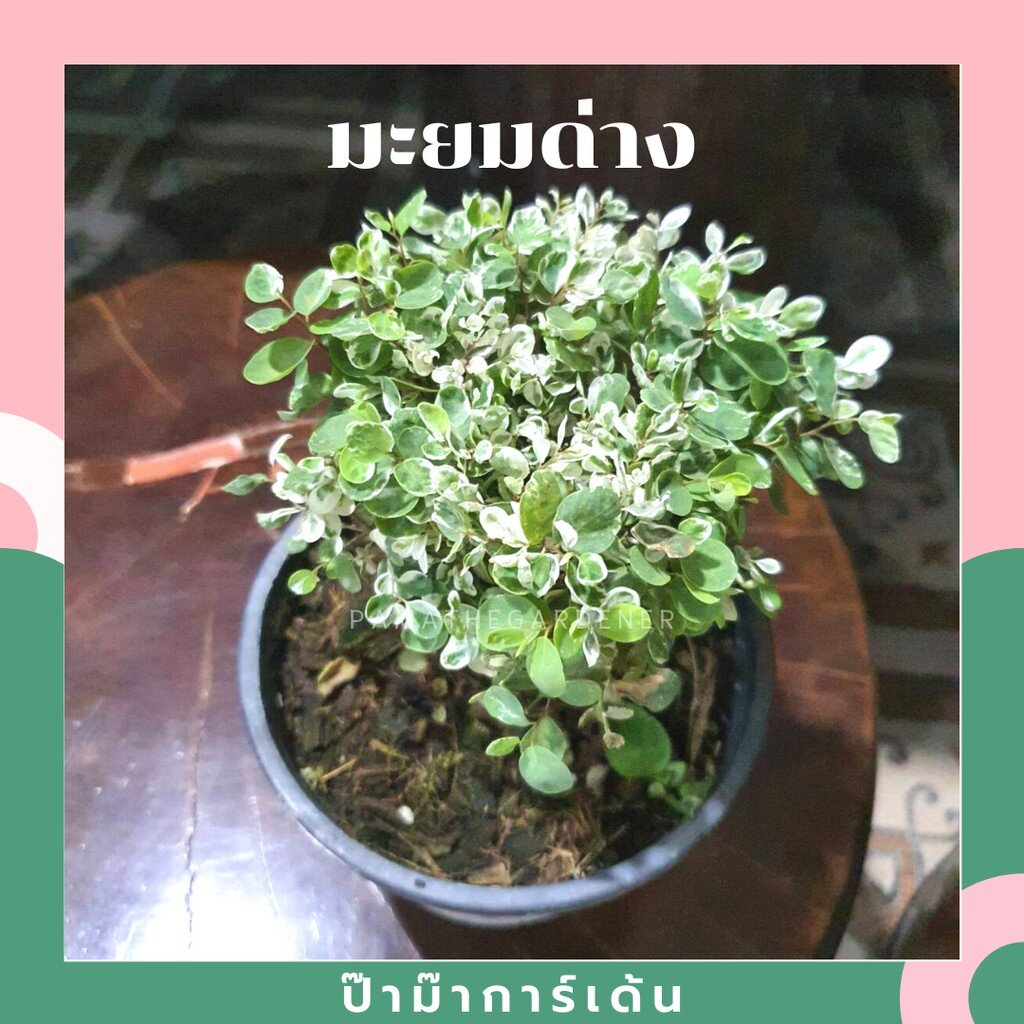 มุมมอง 2