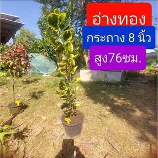 โกสน อ่างทอง สูง 76ซม. กระถาง  8 นิ้ว ต้นโกสน