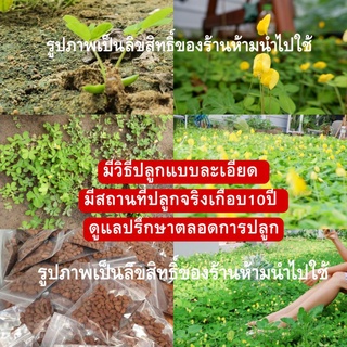 เมล็ดพันธุ์ถั่วบราซิล บรรจุ 500 เมล็ด,ตกแต่งสวน,คลุมหญ้า,หญ้าจัดสวน,บำรุงดิน,พืชคลุมดิน,ห่มดิน,ประดับสวน