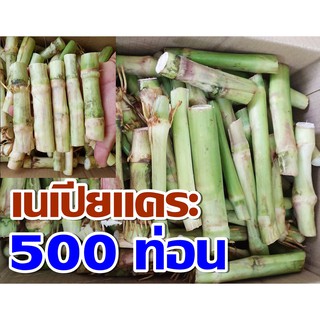 พันธุ์หญ้าเนเปียแคระ 500 ท่อน