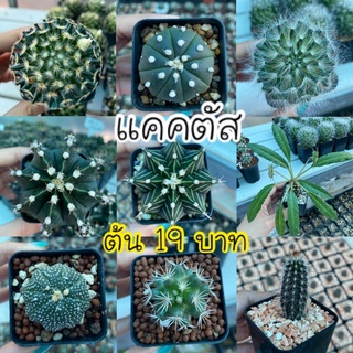 🌵แคคตัส ราคาถูก (ส่งถอดราก) 🌵ยิมโน ดินสอดำ แอสโตร ขนนกเหลือง ราคาถูกที่สุด กระบองเพชรเล็ก ไม้เมล็ด