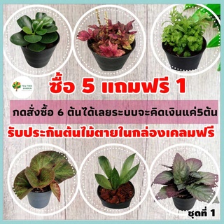 [ชุดที่1]ต้นไม้จิ๋ว ต้นไม้มงคล พร้อมกระถาง 3" ซื้อ 5 แถม 1 ต้นไม้ฟอกอากาศ ต้นไม้ประดับ วางบนโต๊ะทำงาน เสริมดวง