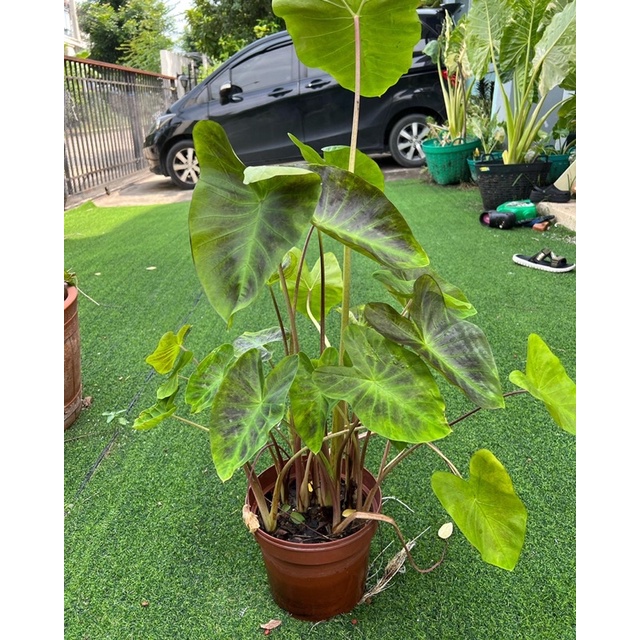 บอนดำอโลฮ่า Colocasia esculenta ‘Aloha’ยกกอกระถางรากทะลุ