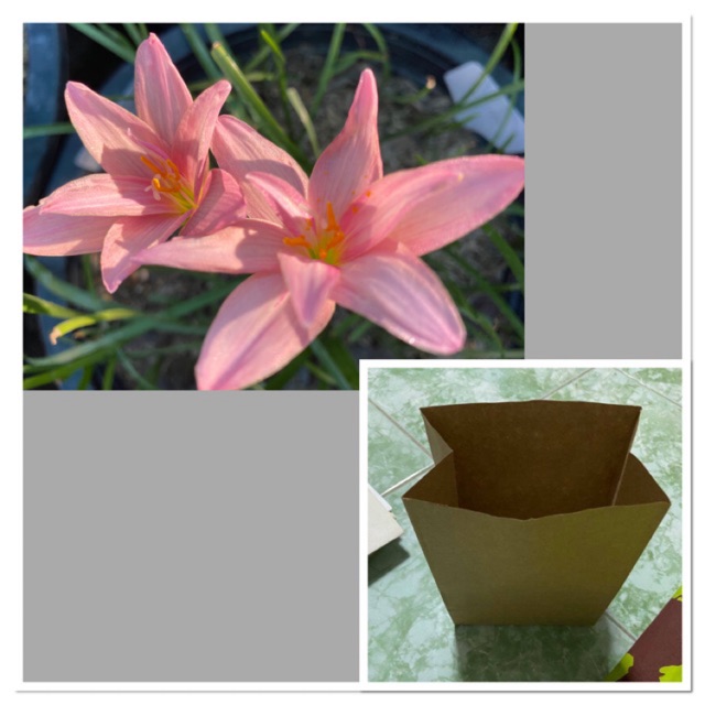 111น.หัวดอกบัวดิน Phrang Chomphu หัวละ 20 บาท