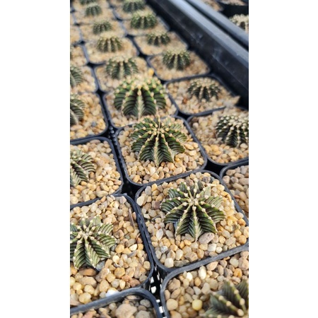 💥กระบองเพชรLB2178แท้