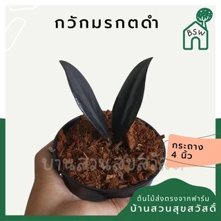 กวักมรกตดำ (มีหัวทุกต้น) (zamioculcas zamiifolia black )