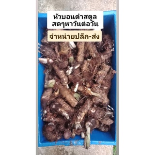 หัวบอนดำสตูลสดๆหาวันต่อวันจำหน่าย ปลีก-ส่ง