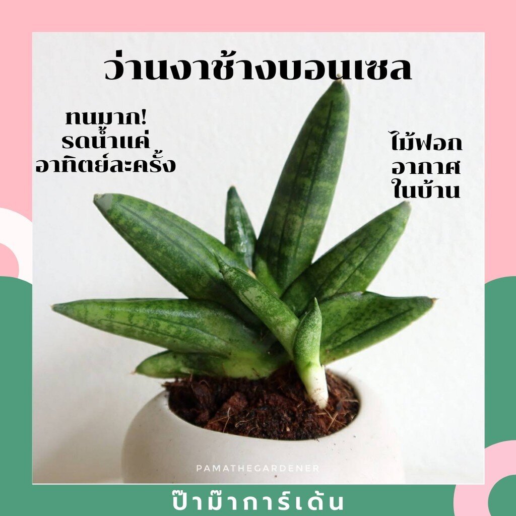 มุมมอง 2