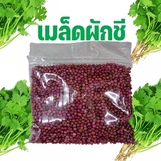 เมล็ดผักชี เมล็ด สำหรับปลูก 100% ปลูกได้ตลอดปี ผักชี coriander seed