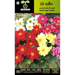 เมล็ด ดอกรักเร่ ฟิกาโร่ คละสี - Mixed Figaro Dahlia