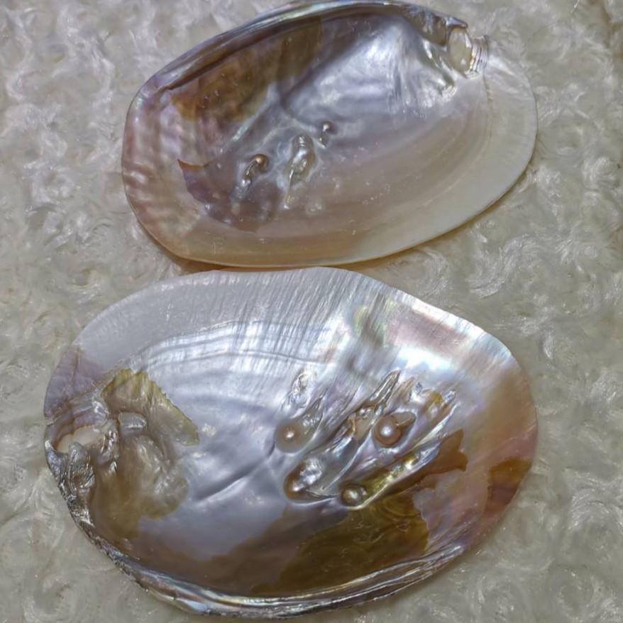 อันดับหนึ่ง 104+ ภาพ เปลือกหอยมุก คมชัด