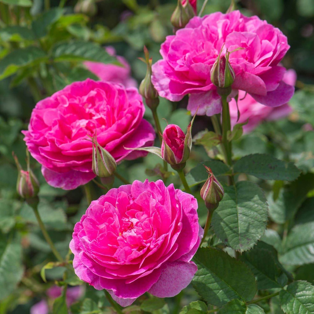 เมล็ดพันธุ์ ดอกกุหลาบ Rose Seeds สีบานเย็น พันธุ์ดอกใหญ่ นำเข้า 30 เมล็ด