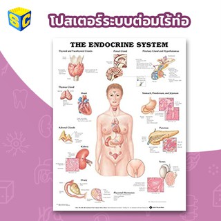 โปสเตอร์ระบบต่อมไร้ท่อ Endocrine System Anatomy poster