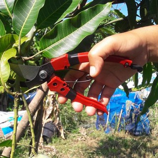 X 1 กรรไกรตัดแต่งกิ่งไม้ pruning shears ตกแต่งกิ่งก้าน ด้ามจับแบบยืดหยุ่น, เหล็กคาร์บอนที่ทนความร้อน, ใช้งานง่าย