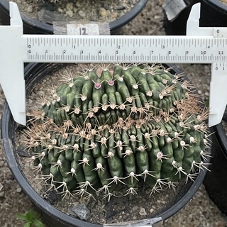 แคคตัส : ยิมโนคริส Gymnocalycium Mihanovichii cristata