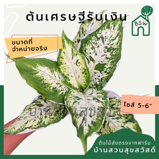 เศรษฐีรับเงิน กระถาง 5-6 นิ้ว อโกลนีมา ด่างแบบโดดเด่น aglaonema