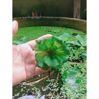 🍀ดอกจอก Shell Flower/Water Lettuce พืชน้ำประดับอ่างปลา🐳