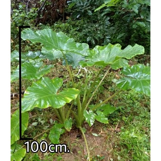 Alocasia gageana บอนหูช้าง ก้านลายงู บอนก้านลาย บอนมีราคา