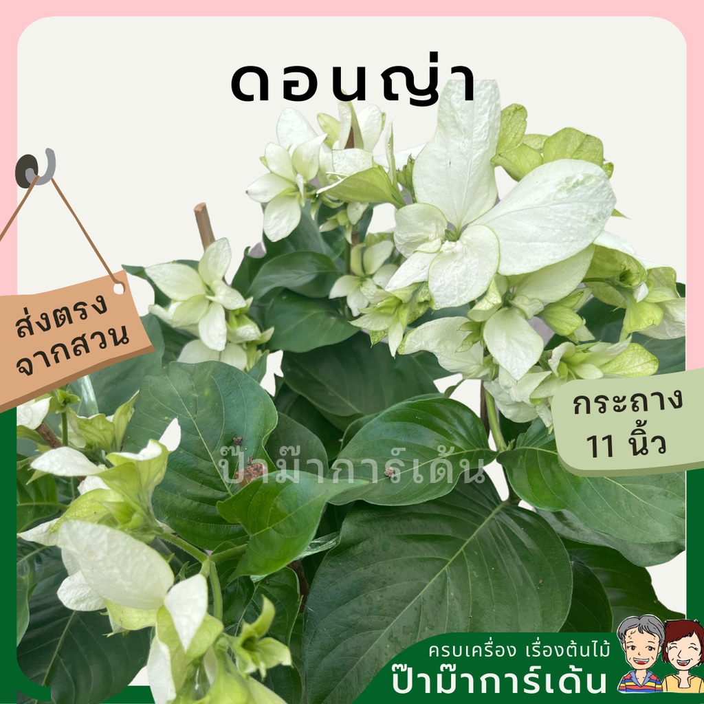 มุมมอง 3