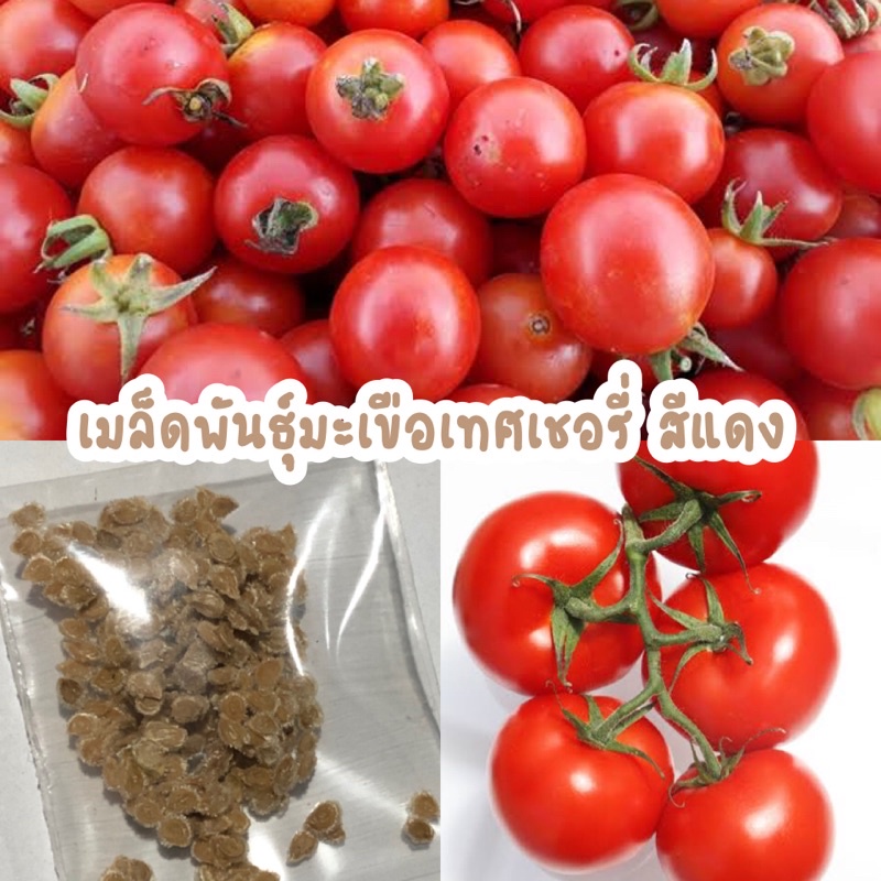 เมล็ดพันธุ์มะเขือเทศ เชอรี่สีแดง พันธุ์แท้ ปลูกง่ายโตไว 100 เมล็ด