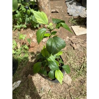 ต้นชบาคาเนชั่น สีม่วง แดง เลี้ยงง่ายโตไวออกดอก ตลอดทั้งปี 🌱