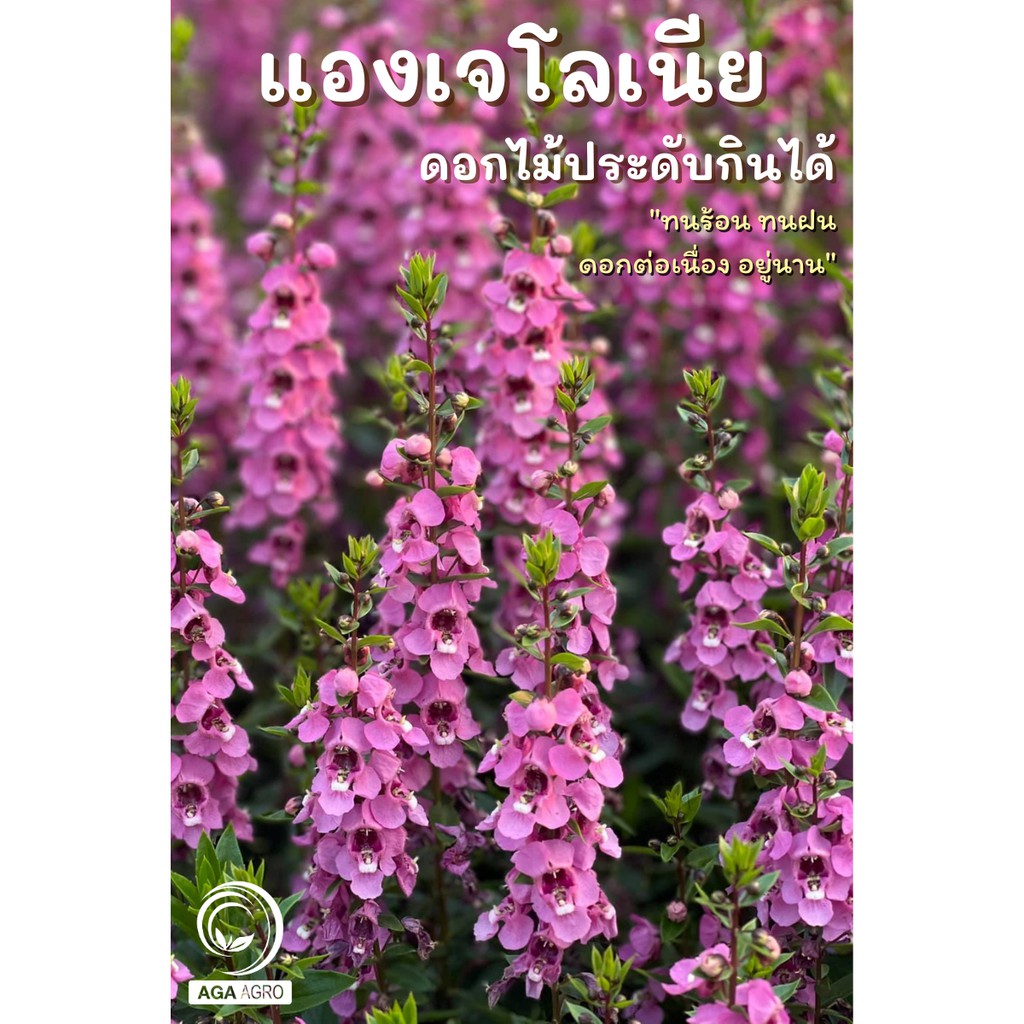AGA SHOP เมล็ดพันธุ์ แองเจโลเนีย เซเรน่า 50 เมล็ด