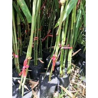🌿ไผ่ซางหม่น แท้💯​ (ขั้นต่ำ2ต้น)กิ่งตอน 1เมตร ปลูกได้ในทุกสภาพดิน พื้นทีแห้งแร้ง ดินลูกรัง ดินปนหิน ได้หใด