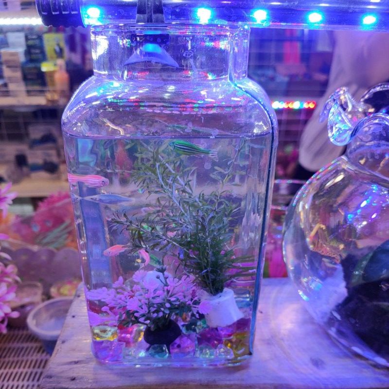 โหลปลาทรงเหลี่ยม น่ารัก มากๆ รวมของตกแต่ง