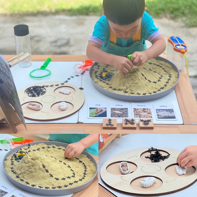Ant life cycle Sensory play วงจรชีวิตมด วงจรชีวิตสัตว์ (พร้อมส่ง🇹🇭)