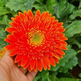 ต้นพันธ์ุเยอบีร่าสีส้ม (Gerbera)