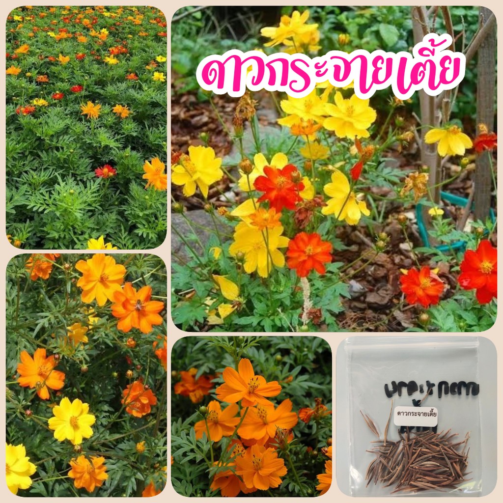 ดาวกระจายต้นเตี้ย (แคระ) 200 เมล็ด