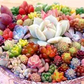 เมล็ดพันธุ์ กุหลาบหิน ไม้อวบน้ำ แคคตัส กระบองเพชร คละลายถูกที่สุด100 เมล็ดปลูกง่ายโตไว