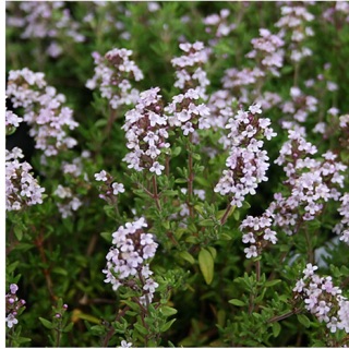 เมล็ดไทม์ Thymus Vulgaris