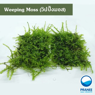 วิปปิ้งมอส (Weeping Moss) ต้นไม้น้ำ ***กรุณาอ่านรายละเอียดก่อนสั่งซื้อ***