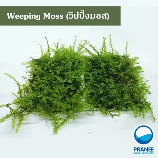 วิปปิ้งมอส (Weeping Moss) ต้นไม้น้ำ ***กรุณาอ่านรายละเอียดก่อนสั่งซื้อ***