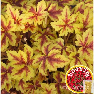 [ของแท้100%] 100Pcs Coleus Seeds เมล็ดพืช Live House อากาศพืชเมล็ดพืชบอนไซสำหรับปลูกเมล็ดพันธุ์คุณภาพดี FMZK