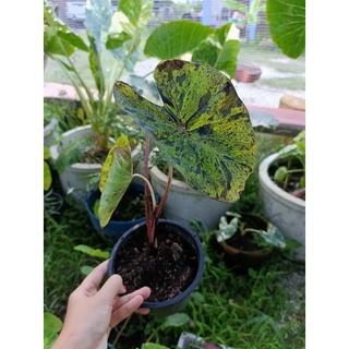 ☘️โมจิโต้ จัดส่งแบบกระถางจ้า เคอรี่🌱