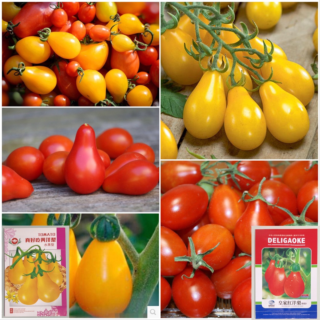 เมล็ดมะเขือเทศลูกแพร์ แดง/เหลือง Pear  Tomato 100-200 เมล็ด  ***ศึกษาวิธีการเพาะได้ในรายละเอียดสินค้า***