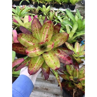 นีโอ ไฮบริด# สับปะรดสี#bromeliad# ต้นไม้สวยงาม# ไม้ประดับ# ตกแต่งสวน# ปลูกตกแต่งบ้าน# ไม้มงคล# ขายราคาถูก