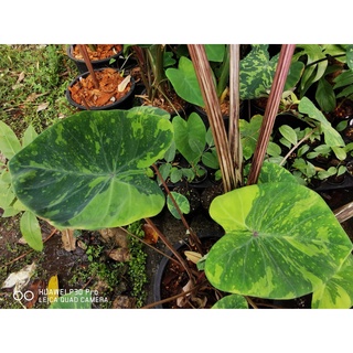 Colocasia Lemon Lime Gecko  บอนเลม่อน ลายสวย