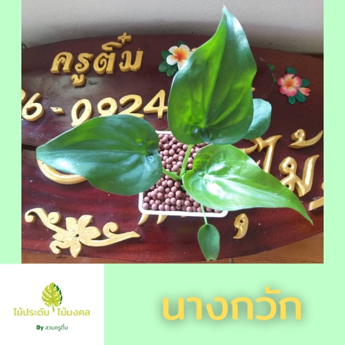 ต้นนางกวัก ไม้นามมงคล ปลูกไว้กวักเงินกวักทอง กระถาง4นิ้ว ไม้ประดับ ไม้มงคล ไม้ฟอกอากาศ