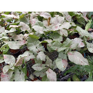 Syngonium milk confetti (มิ้ลคอนเฟตติ)