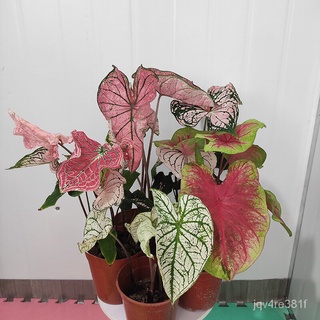 จัดส่งในพื้นที่ บอนสี บอนสีหายาก Caladium Seeds Mixed Color Flower Plants ต้นไม้มงคลสวยๆบอนสีแปลกๆ เมล็ดบอนสีแท้ บอนสีหา