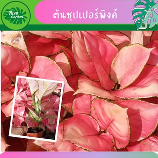 ต้นซุปเปอร์พิงค์ ต้นอโกลนีมา ต้นไม้ประดับ กระถาง 4 นิ้ว