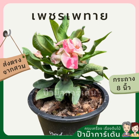 โป๊ยเซียน เพชรเพทาย ต้นใหญ่ใส่กระถาง 8 นิ้ว