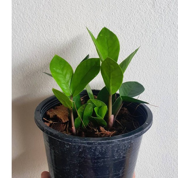 มุมมอง 3