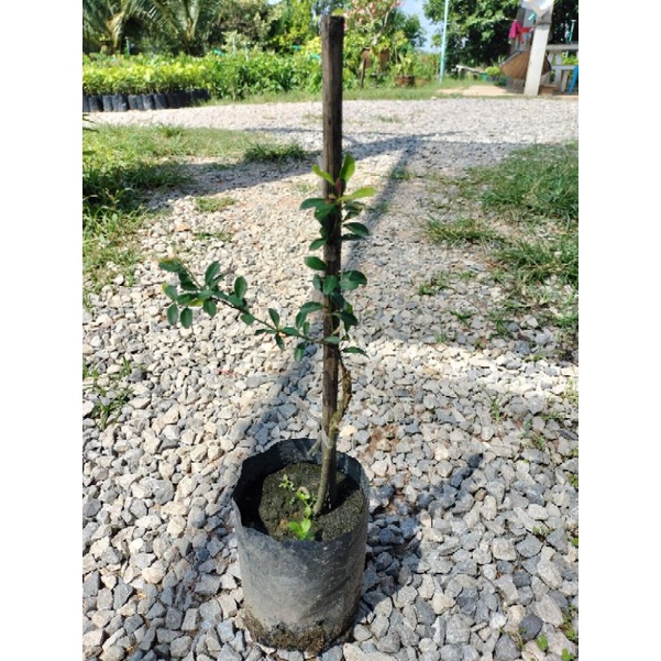 มะนาวคาเวียร์(Finger Lime) มี3สี-เขียว-เหลือง-แดง